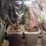 아프리카 식물 파키푸스, 세나 야생 벌크 루팅 10일 경과