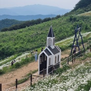 평창 육백마지기 데이지꽃 만발한 청옥산