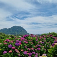 제주도 수국 명소 마노르블랑 카페 수국 축제