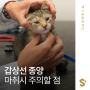 강아지 고양이 갑상선 종양이라면, 마취 시 더욱 주의해야하는 이유! _ 마취 시 발생할 수 있는 갑상선폭풍 (Thyroid storm)