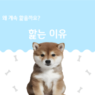 강아지핥는이유 애정표현, 스트레스 해소 어떤 게 맞나?