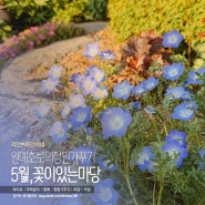 [원예초보] 5월의 정원, 전원주택 마당있는집 정원가꾸기