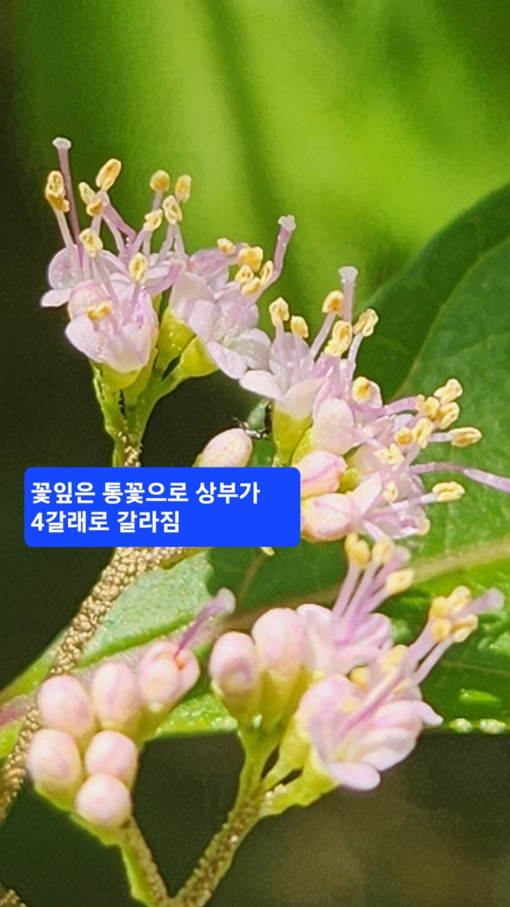 좀작살나무의 잎, 꽃의 특징 및 작살나무와 다른점 3가지 : 네이버 블로그