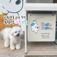 논현역 그룸브룸 | 서울 비숑 푸들 미용 추천! 강아지 미용 잘하는 곳 대만족