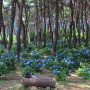 밀양 내촌마을 수국동산 (24.06.15) 대구근교 부산근교 꽃구경