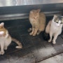 고양이의 나라 🇲🇦 모로코 마라케시에서 에사우이라