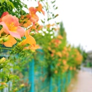 6월 색칠놀이 《화명생태공원》 Tropical Flower 능소화