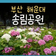 부산 해운대 송림공원 수국 명소 주차장
