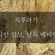 지푸라기. 시인 임보. 낭독 배미향