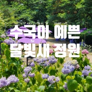 남양주 카페 추천 | 동화감성 수국카페, 사진찍기 좋은 남양주 진접 대형카페 달빛새베이커리앤카페