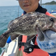 군산낚시 군산배낚시 도리스호 군산데이트 장자도낚시