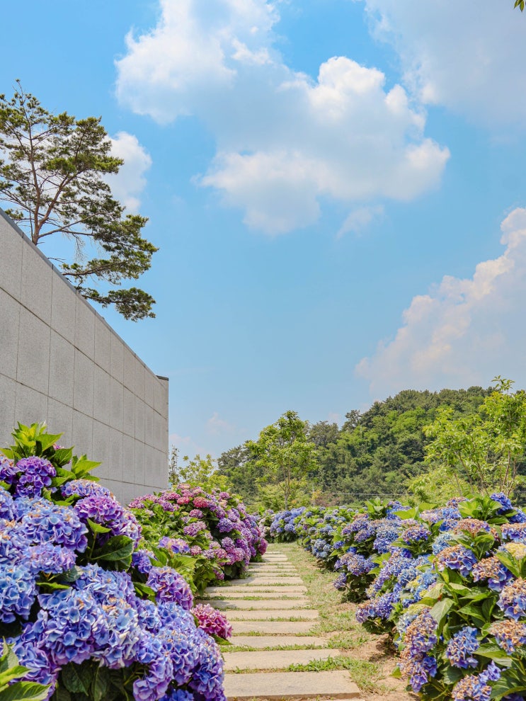 부산 강서구 가볼만한곳 수국 숨은 명소 녹산 고향동산 위치