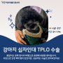 강아지 십자인대 파열 수술 TPLO 가장 많이 하는 예은동물병원