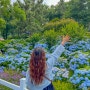 울산 장생포 수국 축제 주차 6월 기간 입장료 만개시기