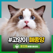 고양이 전이성 폐종양이 더 많지만, 치료가 필요해요!