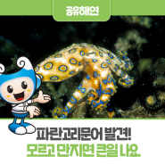 제주도바다 파란고리문어 발견! 모르고 만지면 큰일 나요!