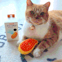 고양이 스팀브러쉬 빗 사용법 간편한 네이버펫 망고브러쉬 펫케어