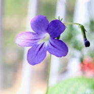 금소니님 스카푸 파종이 첫 꽃 기록, 보라꽃 스카푸 키우기