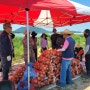 남원시 체재형 귀농귀촌 가족 실습농장 양파 수확 및 농장관리