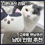 고로롱 캣닢 쿠션 최애 고양이 선물이자 애착 인형으로도 최고~!!