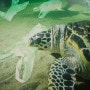 콩기부(바다 거북이가 바라는 바다, 깨끗한 바다