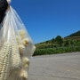 여수 용주리 화양면 할머니장터 옥수수 구매 (찰옥수수/ 초당옥수수)