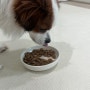 강아지 사료 안먹을때, 장 문제 일 수 있어요.