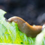 명주달팽이 키우기 민달팽이 수명 알 부화 조건 짝짓기 흙 교체 시기 집 껍질 이빨 역할