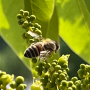 [홍보] 위기의 꿀벌들을 "윙윙꿀벌숲"으로 초대해요