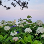 수국 해운대해수욕장 송림공원 꽃구경