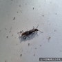 [오늘의 네이처링] 붉은등우단털파리(Plecia longiforceps)