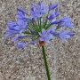 보라색 여름꽃, African lily, 아가판서스(Agapanthus) 꽃, 꽃말