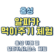 홍성 카페 결 충청도 홍성 알파카 먹이주기체험 서울근교 알파카 먹이주기체험