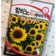 [GIFT] Spring with Hana_Mini Sunflower