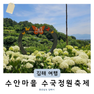 부산 인근 6월가볼만한곳 김해 수안마을 수국 축제 (+기간 주차 주변 맛집 정보)