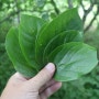 감잎차 효능 부작용 감잎차 만드는법 고욤나무 잎