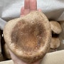 표고버섯 가정용 1kg 무농약인증 표고버섯 가정용(1kg) 청풍명월장터