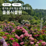 경기도 수국 명소 율봄식물원 꽃구경 후기 (+주차장 정보)