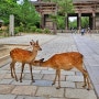 일본 오사카 근교여행 나라 고베 버스투어 가격 일정 : 사슴공원 온천마을