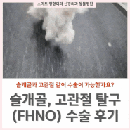 강아지 뒷다리 절뚝이는 증상 / 슬개골 교정 및 고관절 탈구 (FHNO) 수술 후기