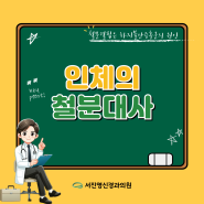 [하지불안증후군] 인체의 철분 대사 및 뇌의 철분 전달 및 항상성 유지에서 페리틴의 역할