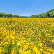 경남 함양 상림공원 6월 중순부터 말까지 꽃 풍경 6.18