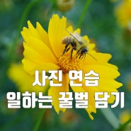 갑자기 하게 된 날아다니는 꿀벌 찍기 연습 feat. 금계국