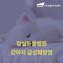강아지 급성췌장염 증상과 치료 잠실24시동물병원 [샤인동물메디컬센터]