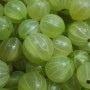 신의열매 구즈베리 (gooseberry) 잼 만들기