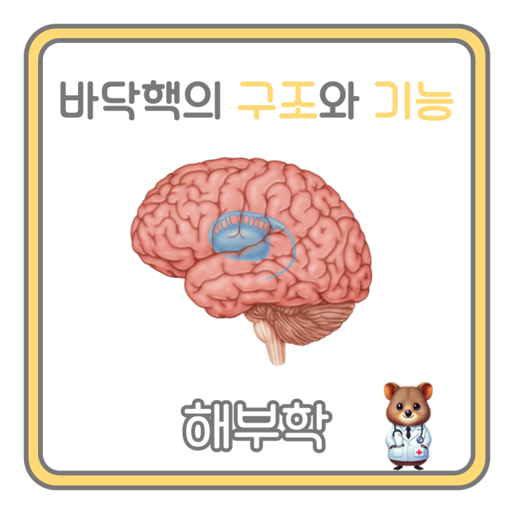 바닥핵/기저핵(Basal ganglia)의 구조와 기능 : 네이버 블로그