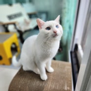 진짜 잘생긴 파란 눈 하얀 고양이 김라떼_로또라떼사랑