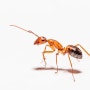 개미에 물리거나 쏘임, Ant bites
