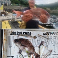 통영낚시펜션 풍화리선외기 참돔 백조기 생활낚시 시즌입니다