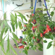 식물 | 베란다 트리쵸스 행잉으로 키우기, 6월 트리쵸스 꽃